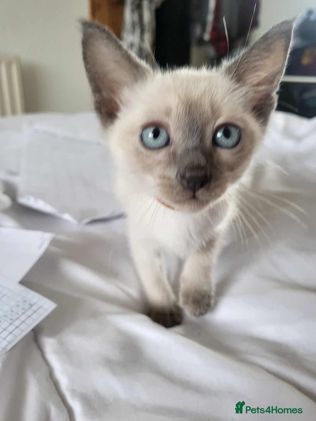 Snowshoe cats for sale: Full Pedigree Snowshoe Kittens - Image 13