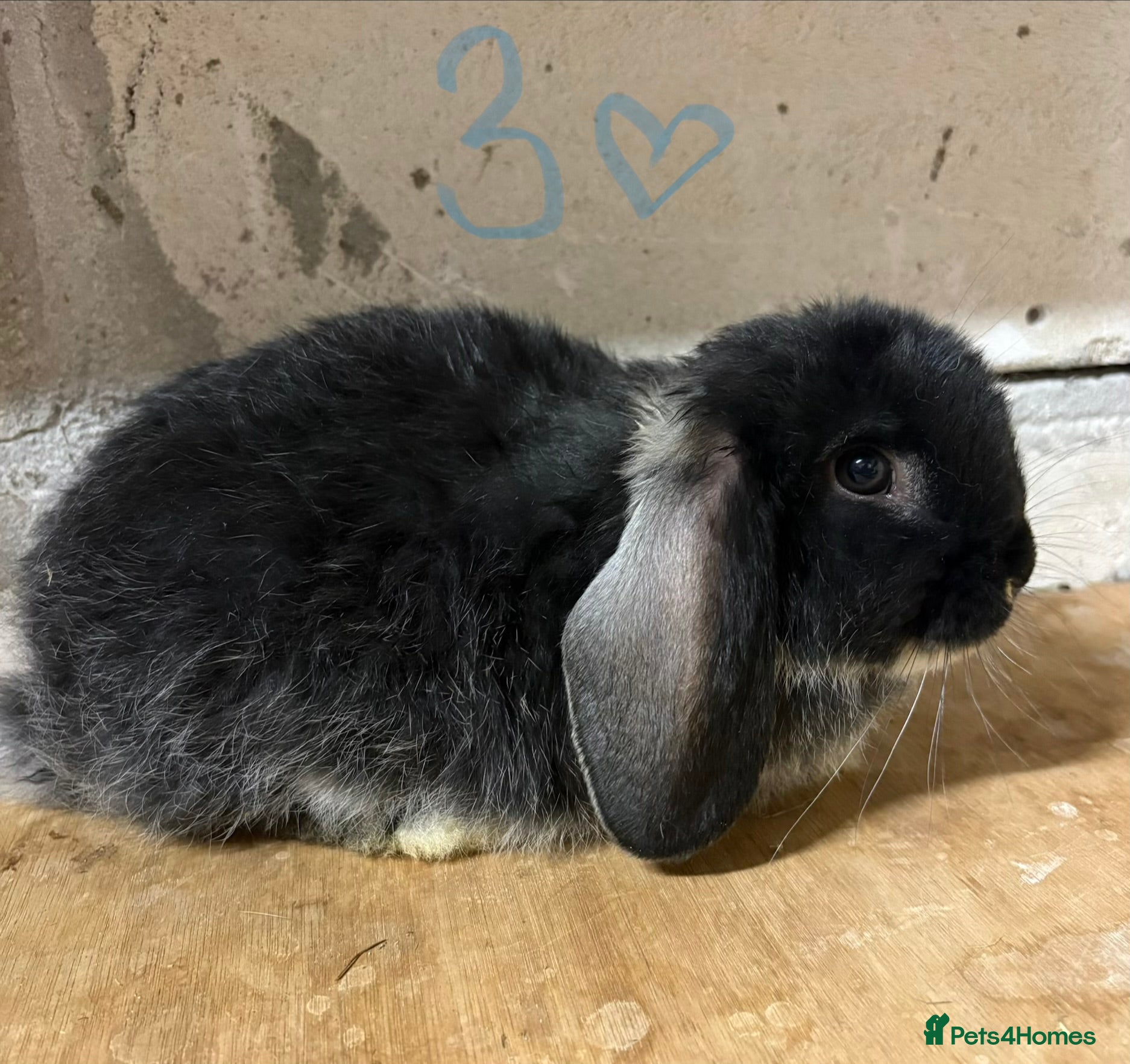 Mixed Breed rabbits Bunnies for Sale - Advert 8