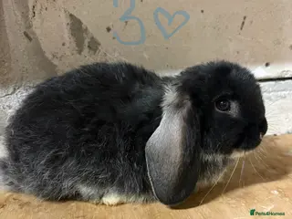 Mixed Breed rabbits Bunnies for Sale - Advert 8