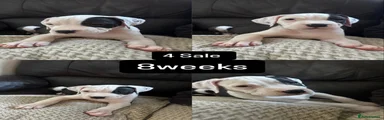 American Bulldog Puppy 3