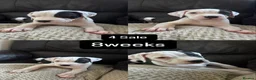 American Bulldog dogs for sale: Puppies for sale  - Advert 2