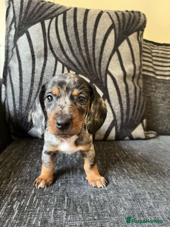 Dachshund dogs - Advert 11