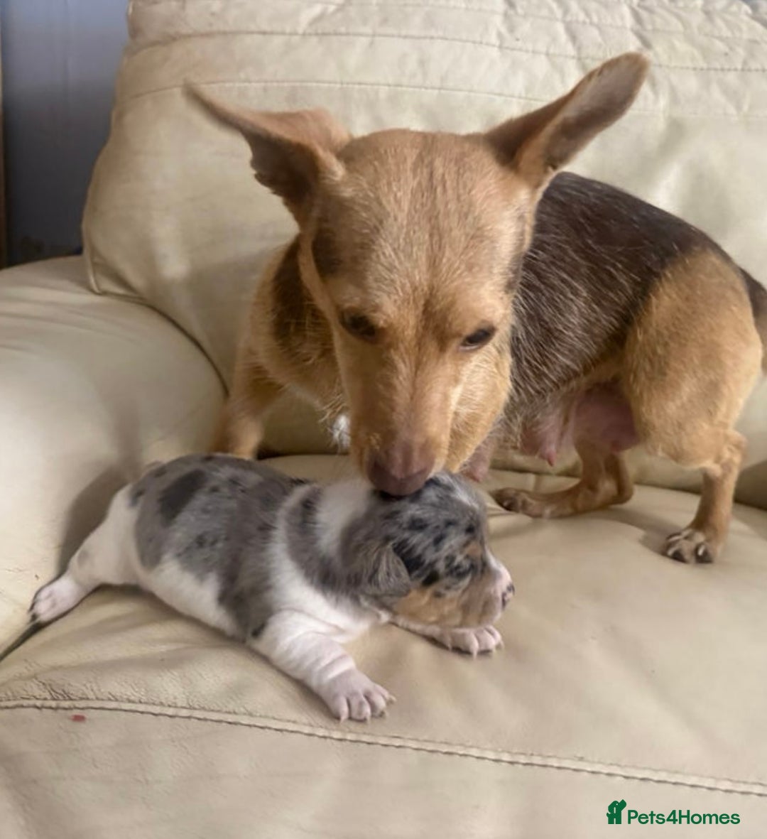 Jack Russell dogs for stud: Stunning Merle Jack Russell Male for Stud in Cambridge - Image 11
