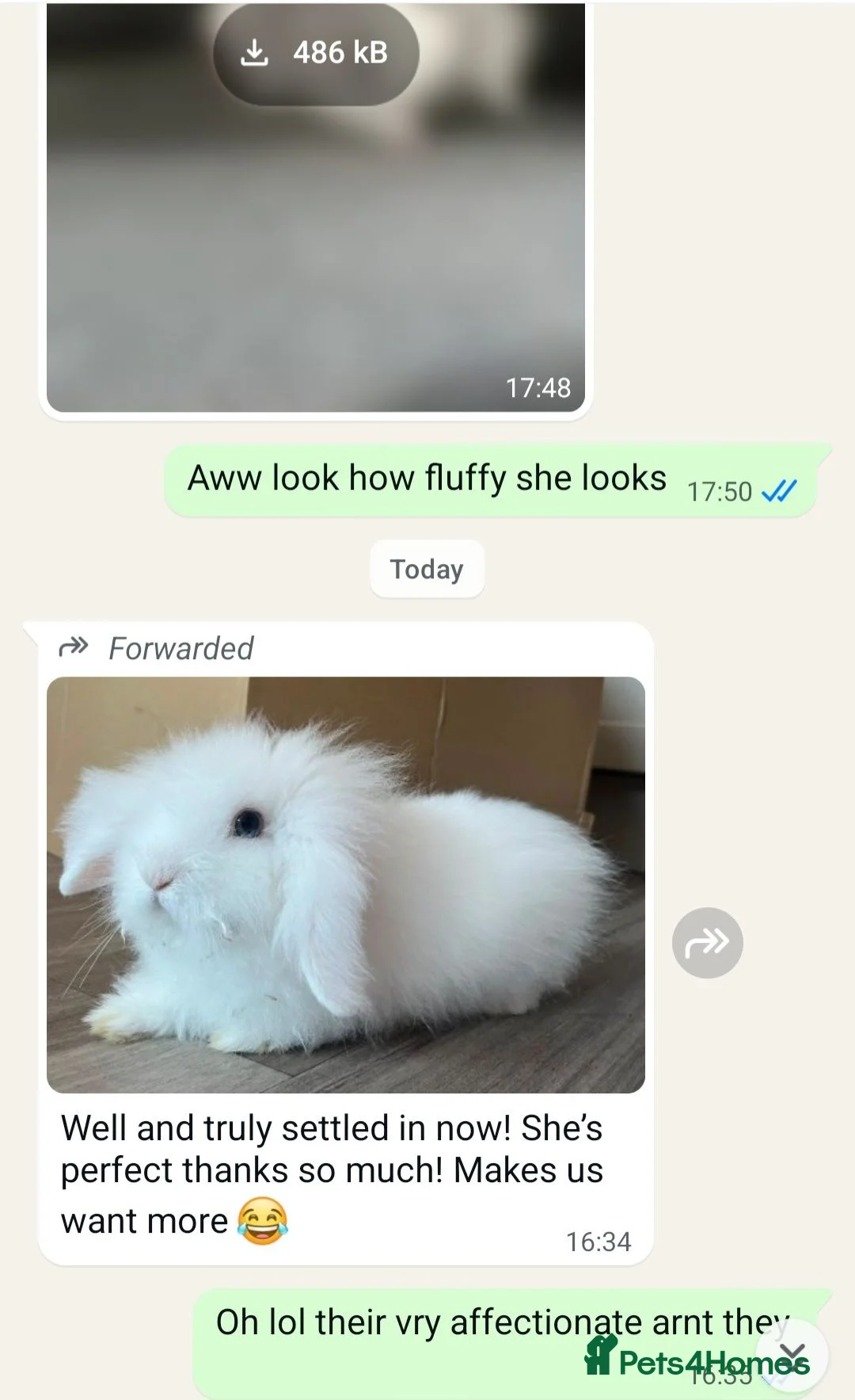 Angora rabbits for sale: Teddywidders super fluffy   - Advert 2
