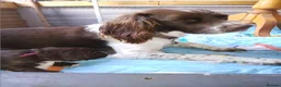 Sprocker dogs for sale: Sproker spaniel pups  - Advert 3