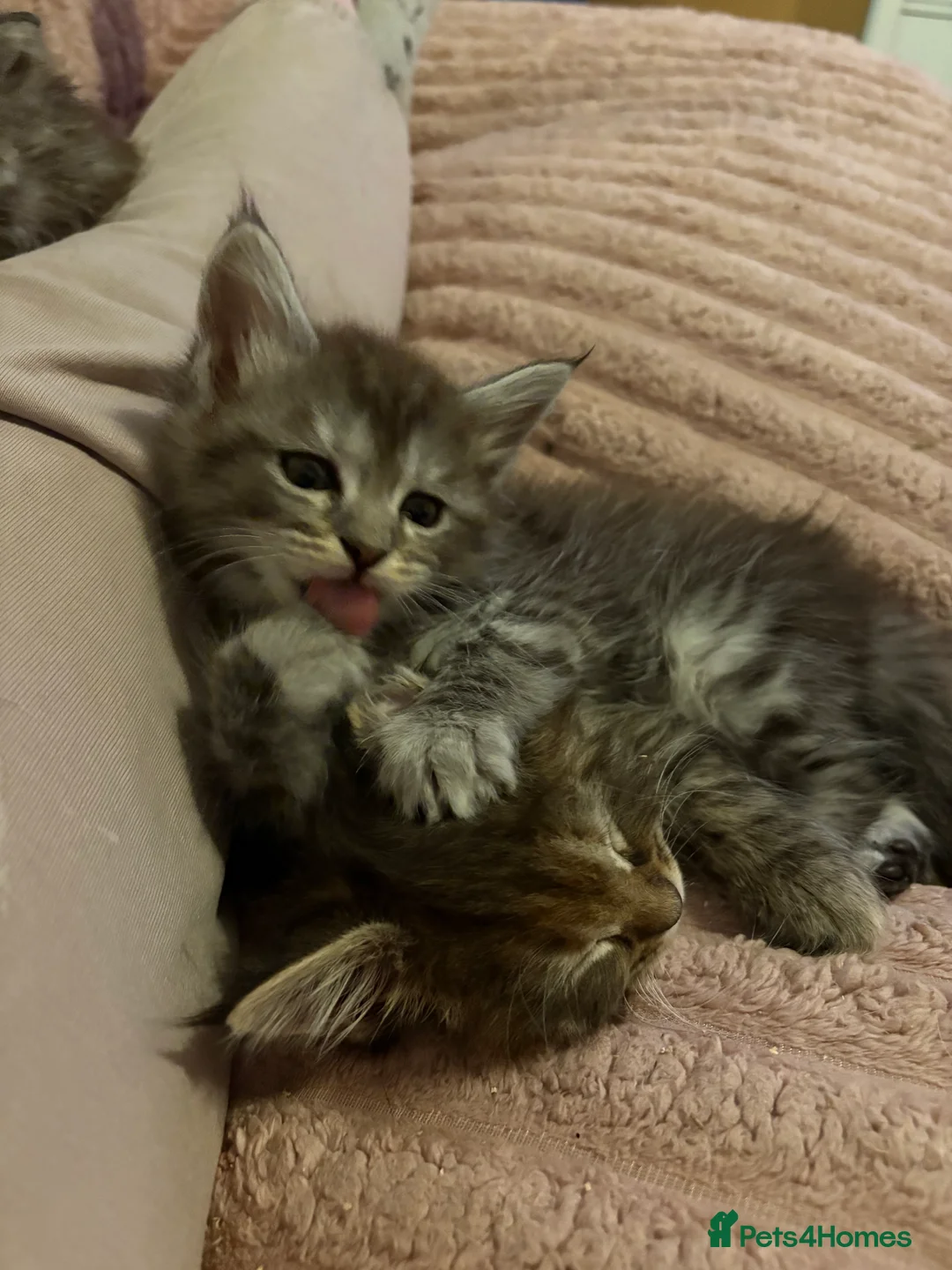 Maine Coon cats for sale: TICA registered Maine coon kittens - Advert 24