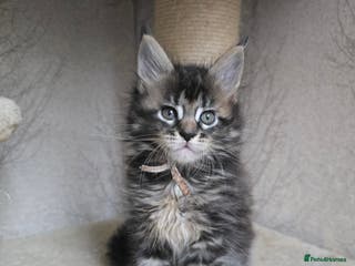 Maine Coon cats Beautiful TICA Pedigree Maine Coon Kittens - Advert 15