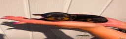 Miniature Pinscher dogs for sale: Miniature Pinschers, Chocolates - Advert 4
