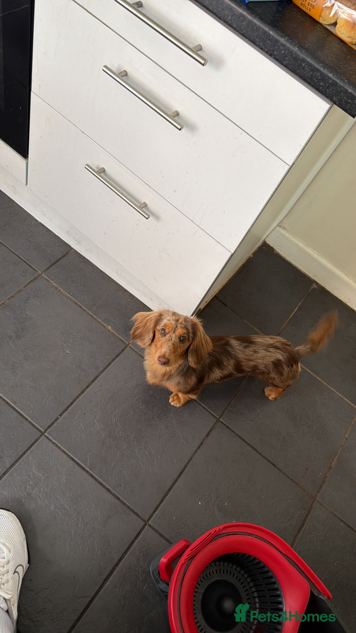 Miniature Dachshund dogs 1 year old Isabella dapple long haired male  - Advert 13