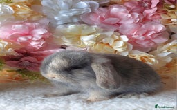 Mini Lop rabbits for sale: mini lops - Image 6