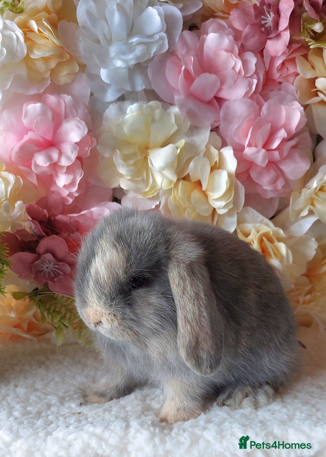 Mini Lop rabbits for sale: mini lops - Image 6