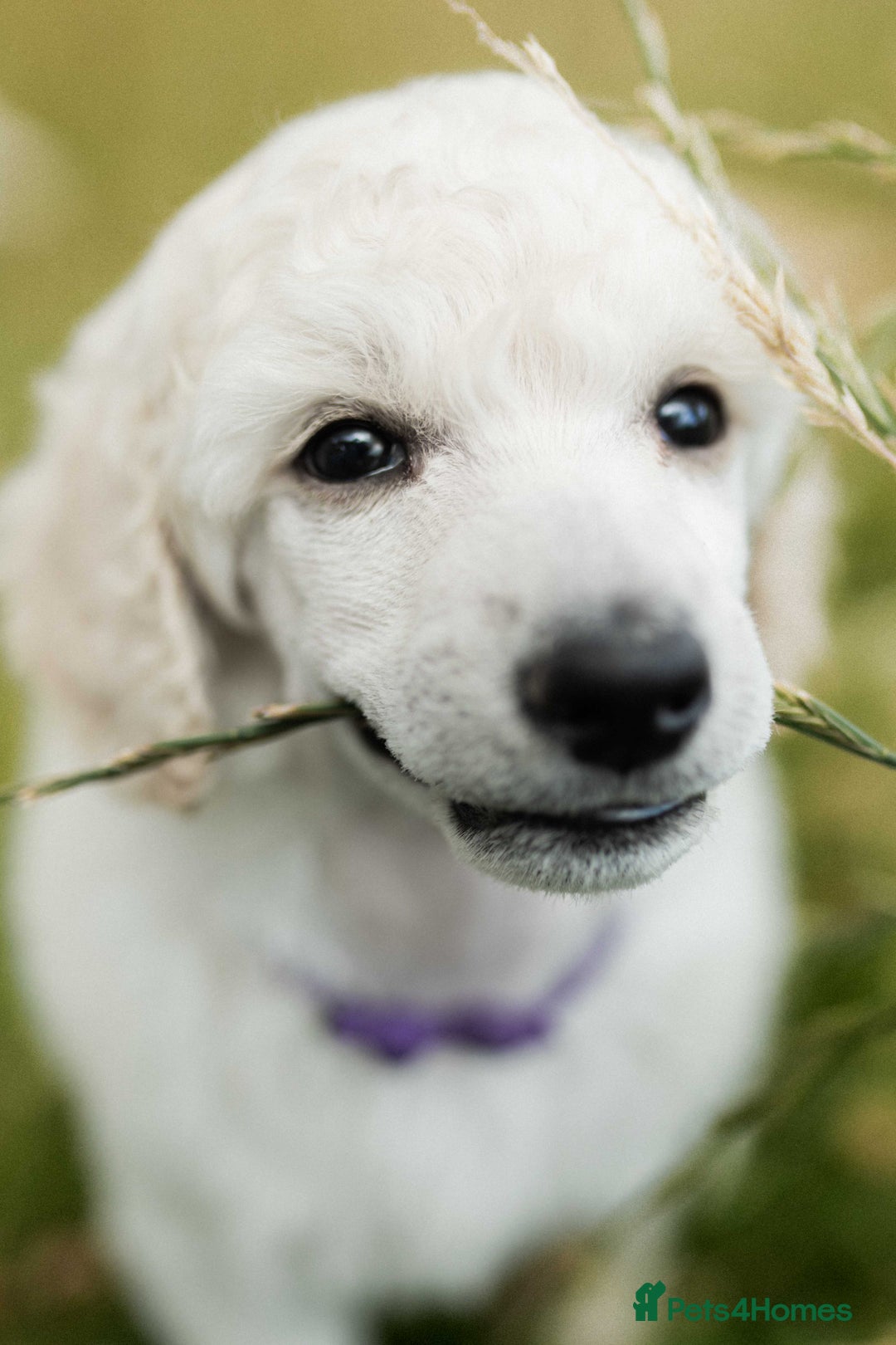 Standard Poodle dogs for sale: It has to be ALL WHITE Standard Poodle Puppies - Image 23