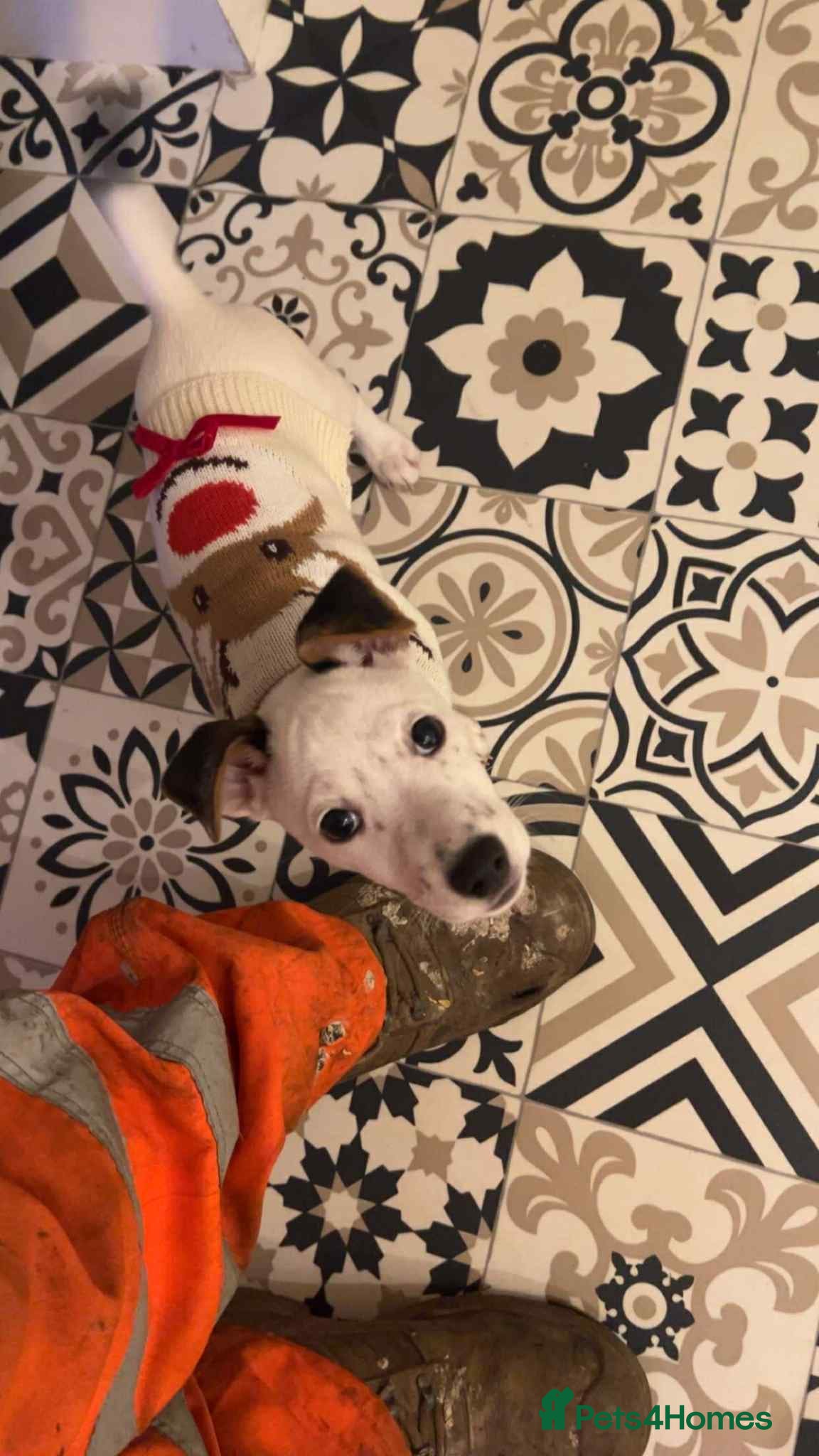 Jack Russell dogs for sale: Male jack Russell, Jax 8 months old  in Caerphilly - Advert 2