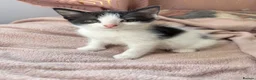 Domestic Shorthair cats for sale: 🐾 Two Little Beauties - Advert 6