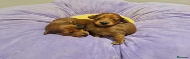 Miniature Dachshund 3