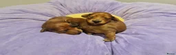 Miniature Dachshund dogs for sale: Pra clear-Beautiful miniature LG Dachshund pupps - Advert 37