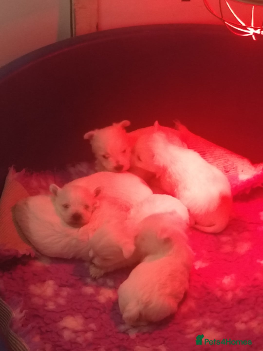 West Highland Terrier dogs for sale: Gorgeous KC registered Westie pups - Image 11