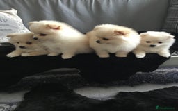 Pomeranian dogs for sale: Pure Pomeranian Puppies - Image 9