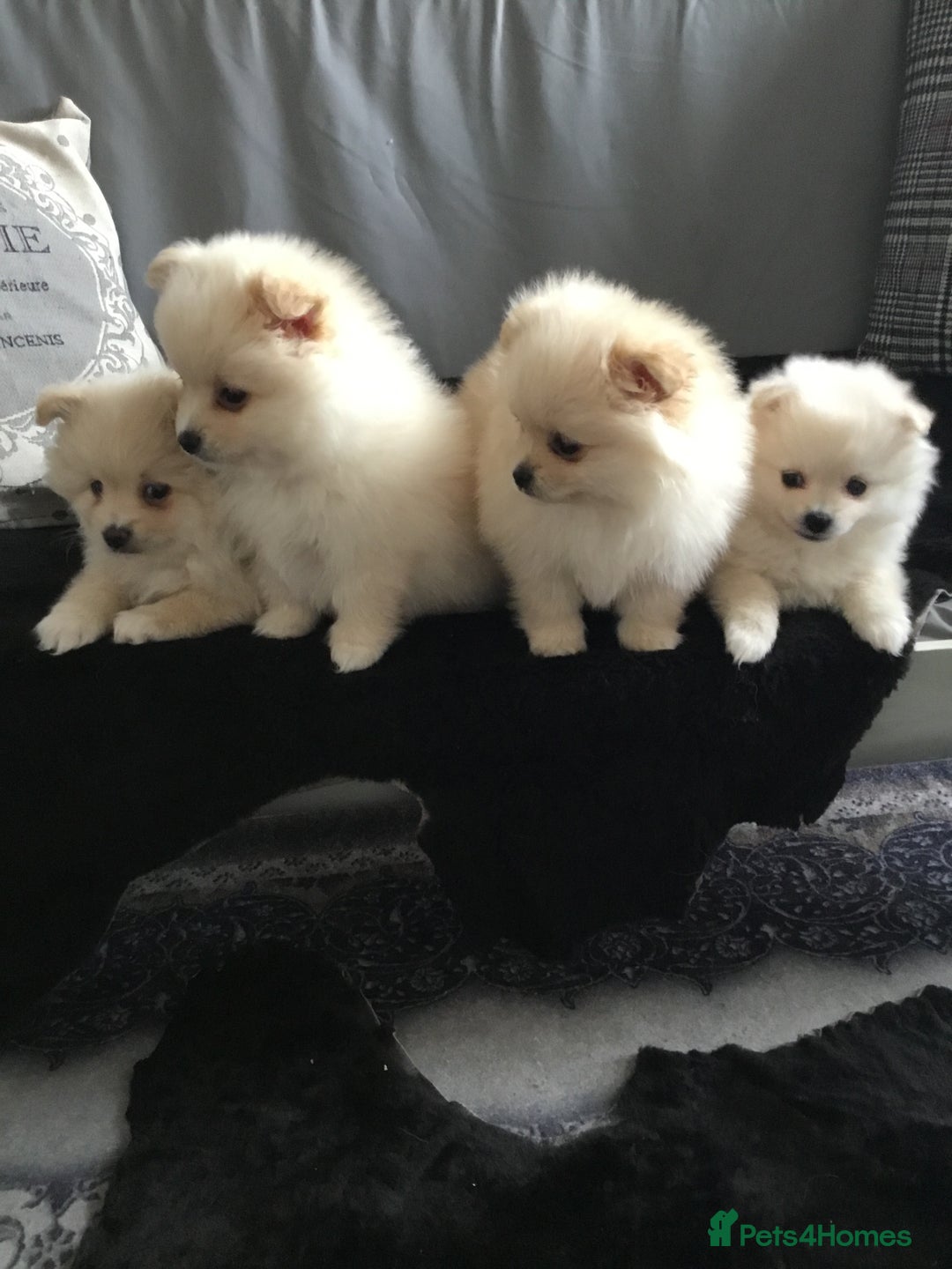 Pomeranian dogs for sale: Pure Pomeranian Puppies - Image 9