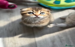 Scottish Fold cats for sale: The last Scottish Kitten ready for a loving home - Image 24