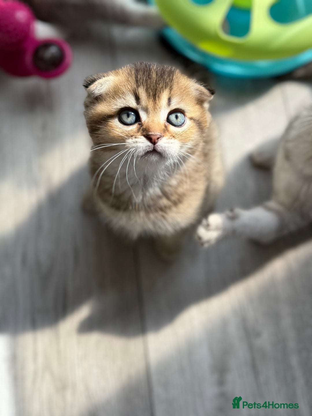 Scottish Fold cats for sale: The last Scottish Kitten ready for a loving home - Image 24