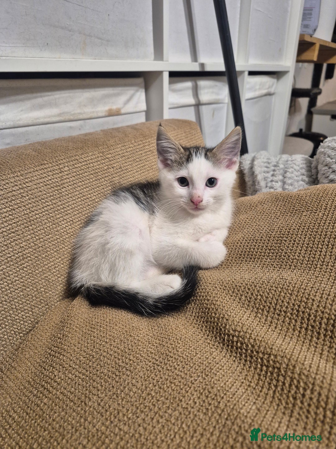 Domestic Shorthair cats for sale: 7 Beautiful kittens ready for their forever home. - Advert 7