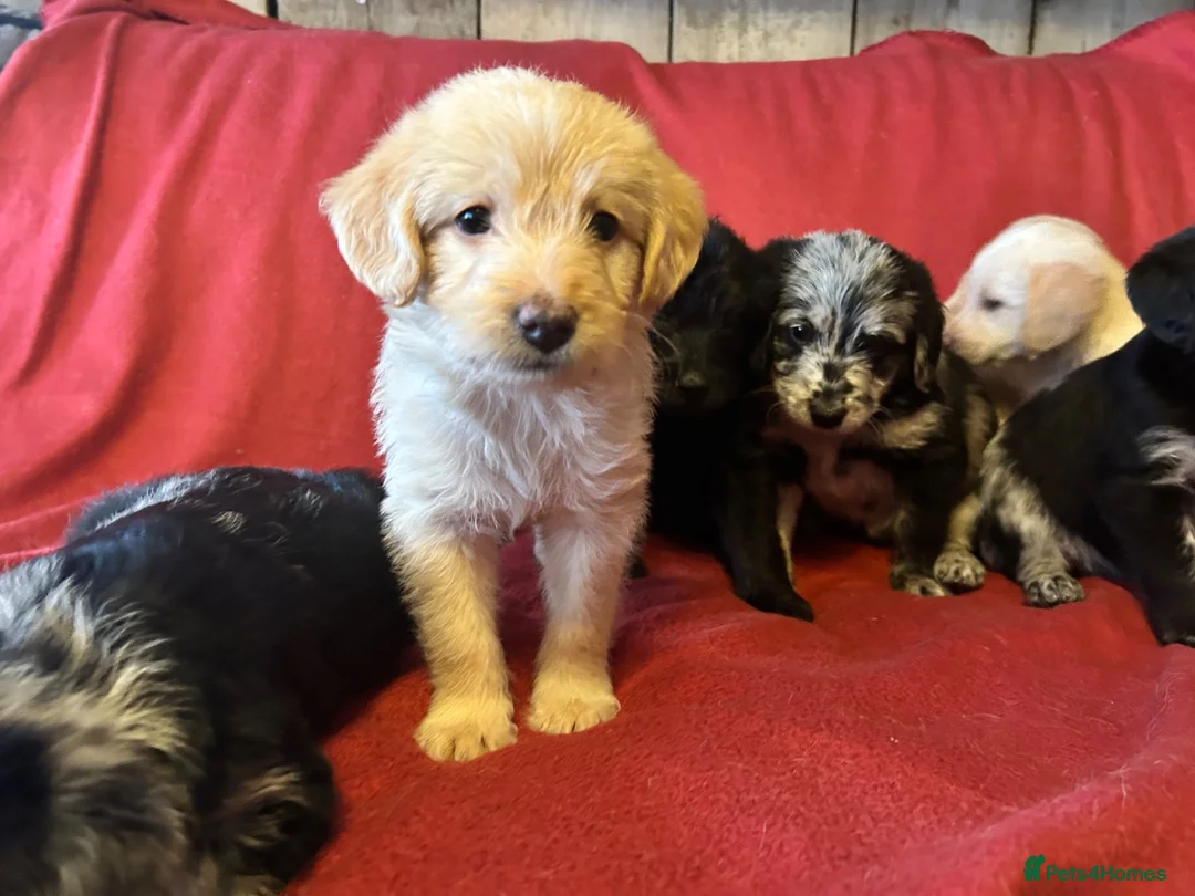 Labradoodle dogs for sale: Toy Labradoodle Puppies - Ready Now!  - Advert 38