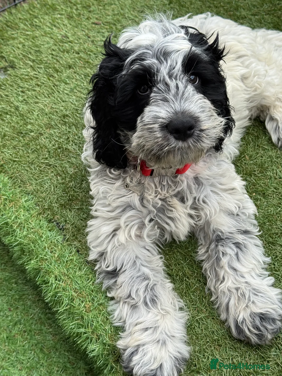 Cockapoo dogs for sale: 9 month old Cockapoo male - Advert 12