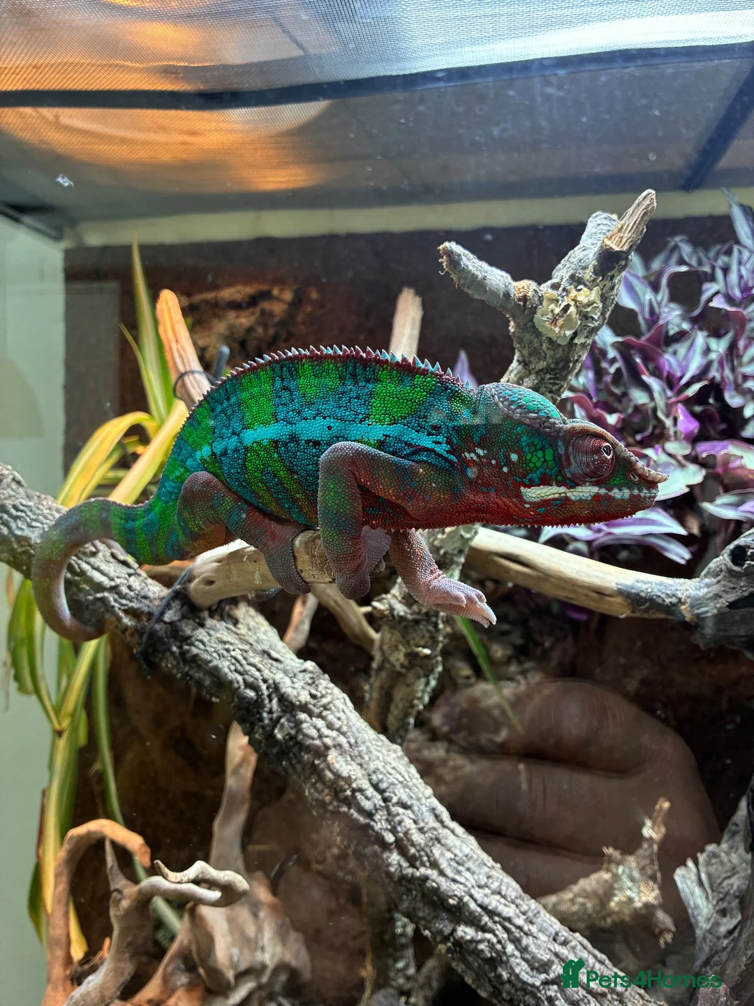 Chameleon reptiles for sale: Panther chameleon  in Wymondham - Advert 2