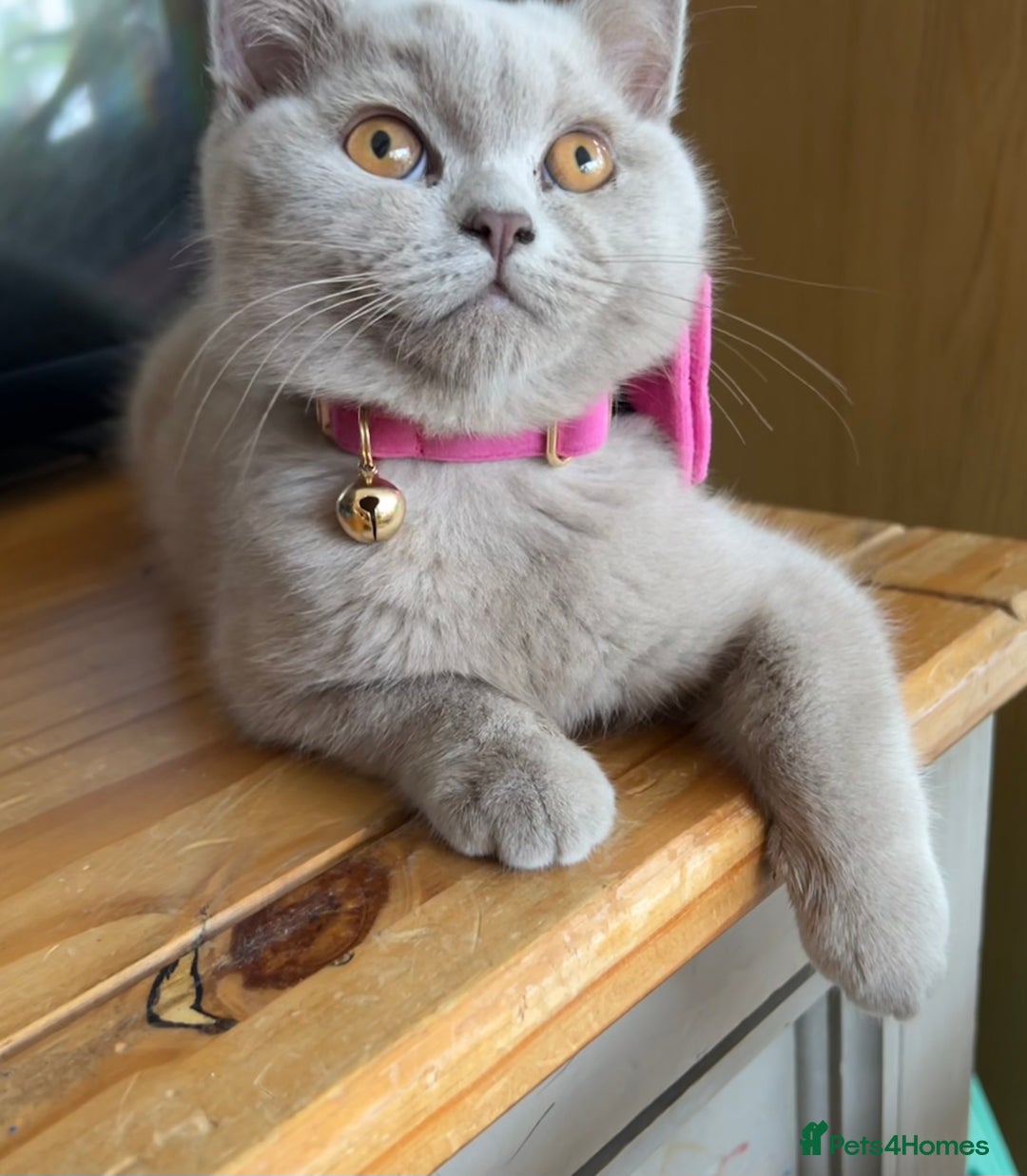Scottish Fold cats for sale: Beautiful Scottish fold/straight lilac kittens  - Image 13