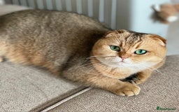 Scottish Fold cats for sale: Scottish fold for adoption. - Image 3