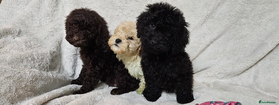 Miniature Poodle dogs for sale: Miniature poodle Puppies (One left) - Advert 4