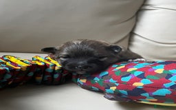 Pomeranian dogs for sale: Gorgeous Pomeranian Puppies, 2 Boys and Two Girls - Image 9