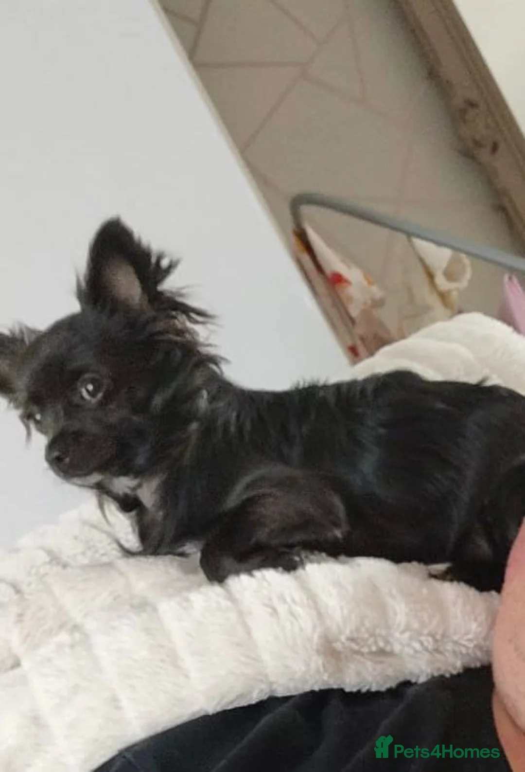 Chihuahua dogs for sale: Ready to go whenever. in Birmingham - Advert 2