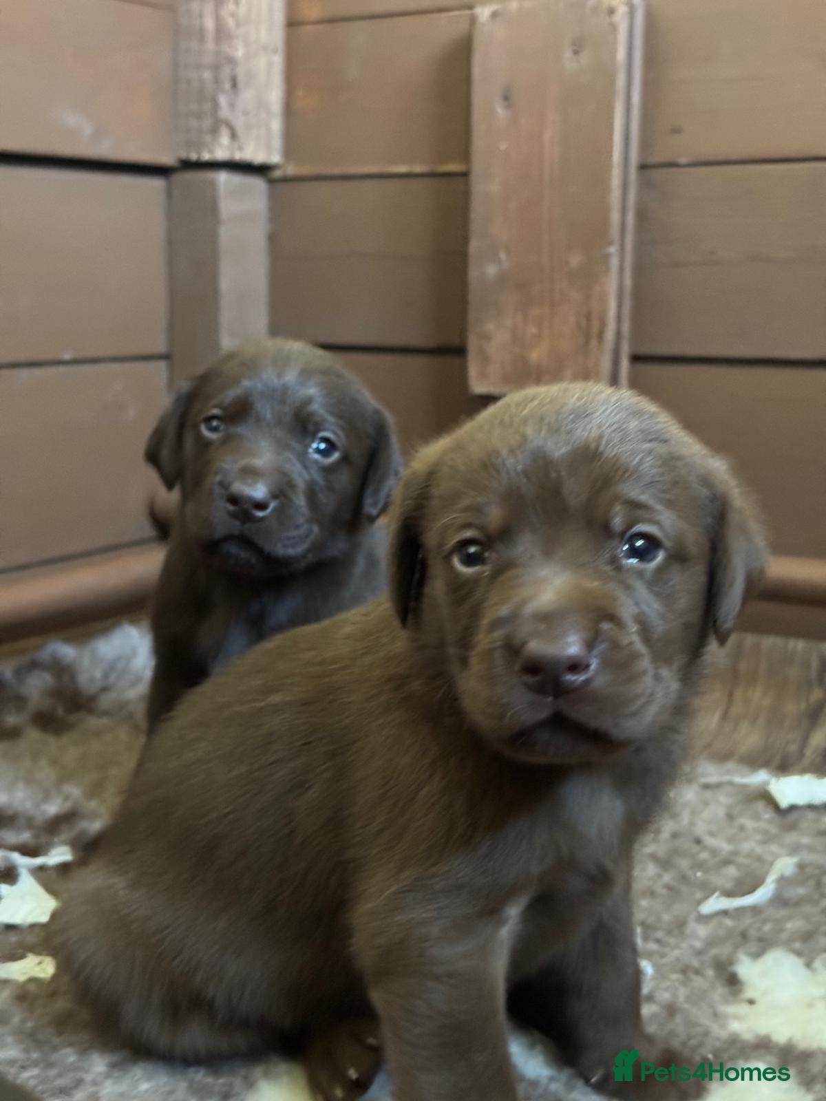 Labrador Retriever dogs Choc dual purpose Lab pups, KC Reg Health Tested  - Advert 2