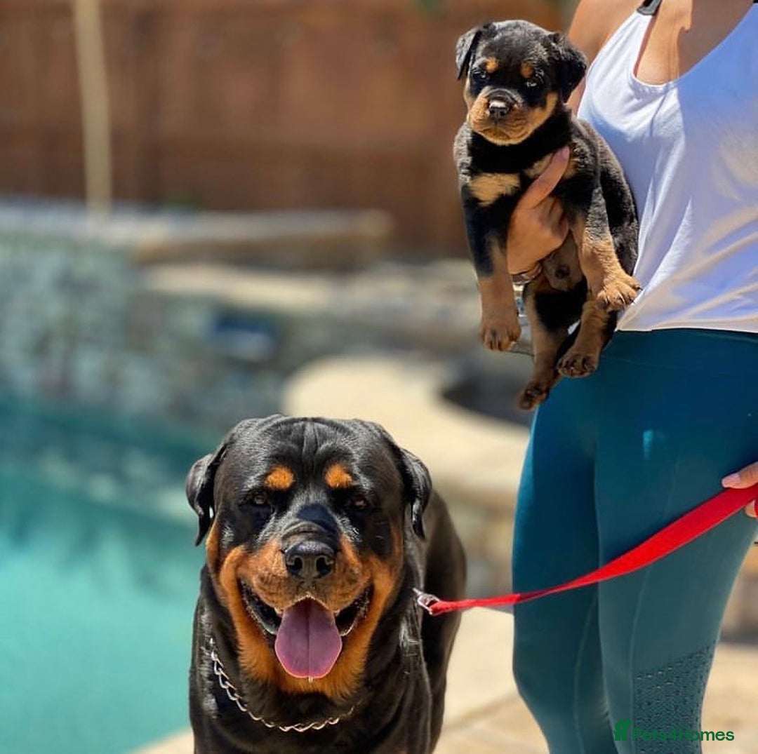 Rottweiler dogs for sale: 🐾 Beautiful Rottweiler Puppies Ready🐾 - Image 7
