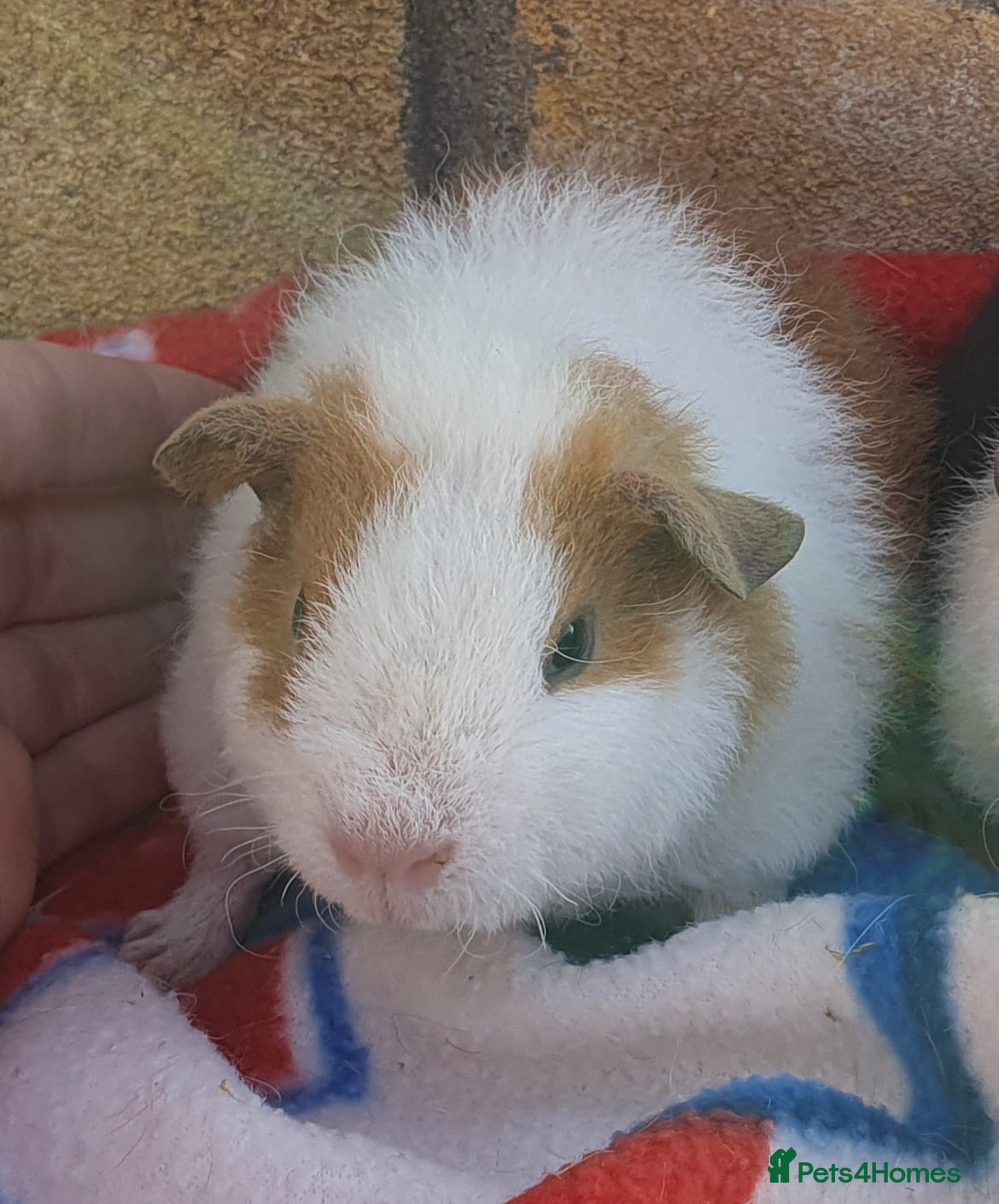 Guinea Pig rodents guinea pigs  - Advert 17