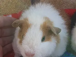 Guinea Pig rodents guinea pigs - Advert 19