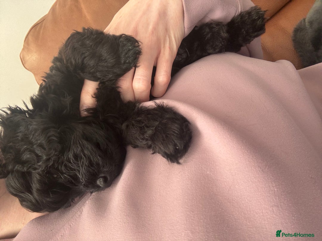 Cavapoochon dogs for sale: Toy Cavapoochons F1B - Advert 8