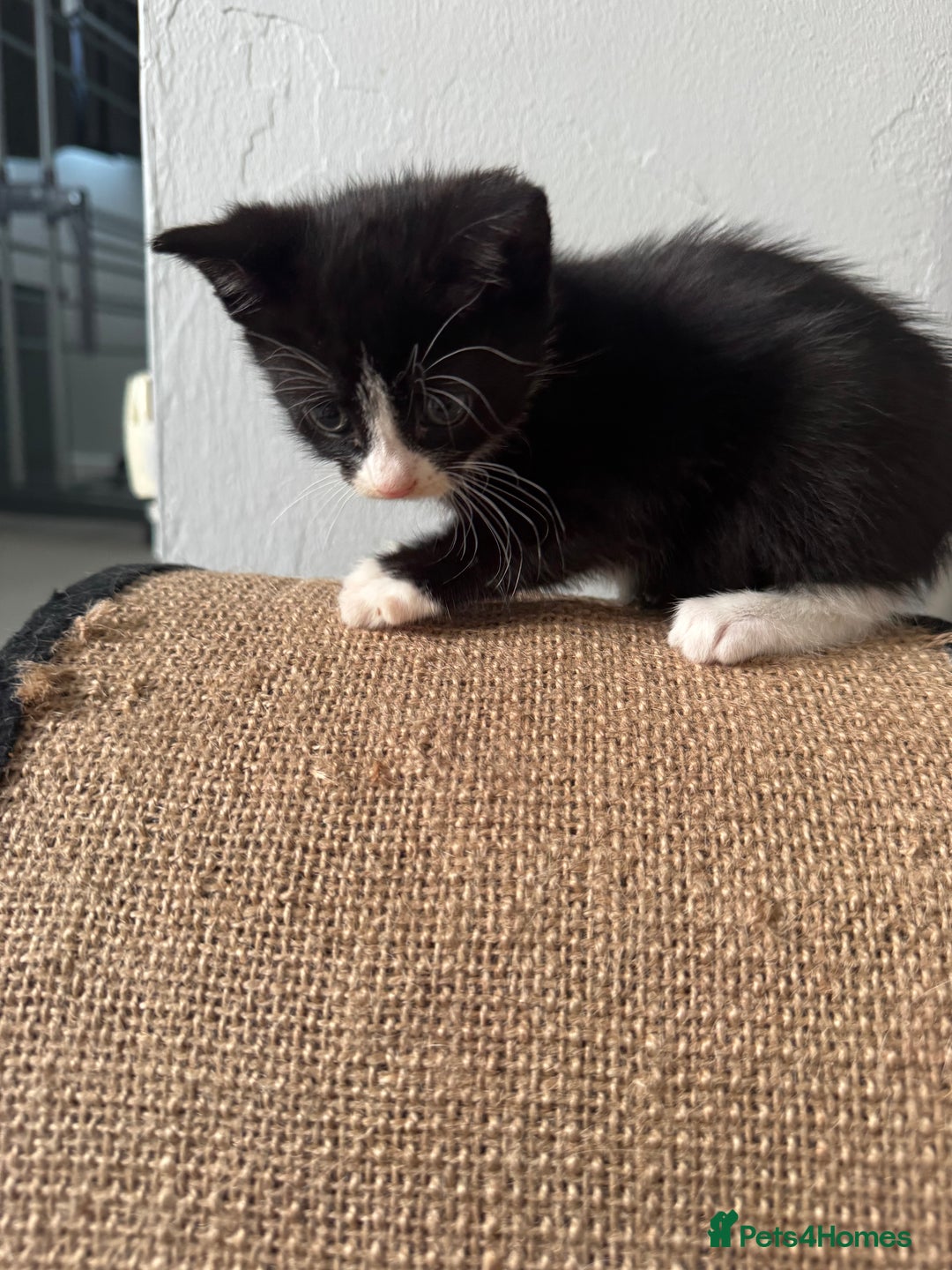 Mixed Breed cats for sale: Mixed kittens for sale - Image 32