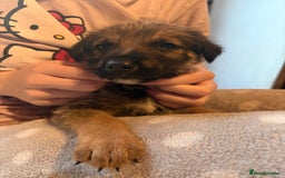 Mixed Breed dogs for sale: German Shepherd cross puppies - Image 16