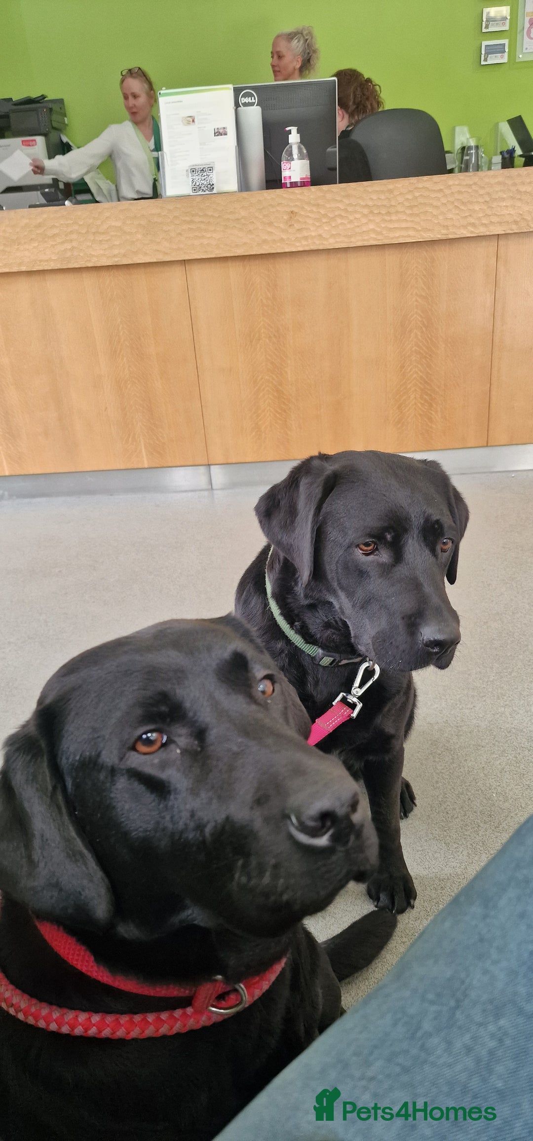 Labrador Retriever dogs for sale: Kennel Club Reg Health Tested Puppies 2 Bitches - Advert 2