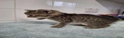 British Shorthair cats for sale: pure tabby kittens - Advert 15
