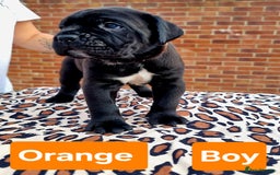 Cane Corso dogs for sale: Pedigree Cane Corso Puppies  - Image 10