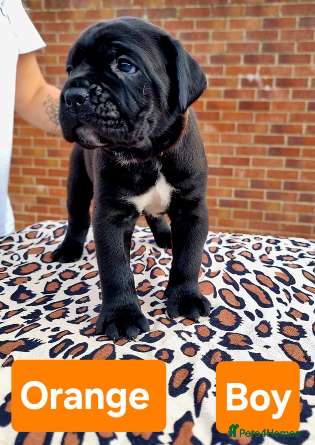 Cane Corso dogs for sale: Pedigree Cane Corso Puppies  - Image 10