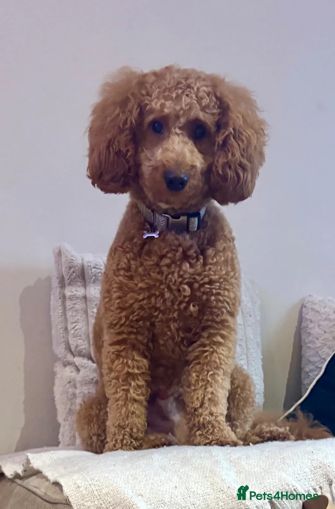 Cockapoo dogs for sale: 1.5 year old male cockapoo in Barnsley - Advert 2