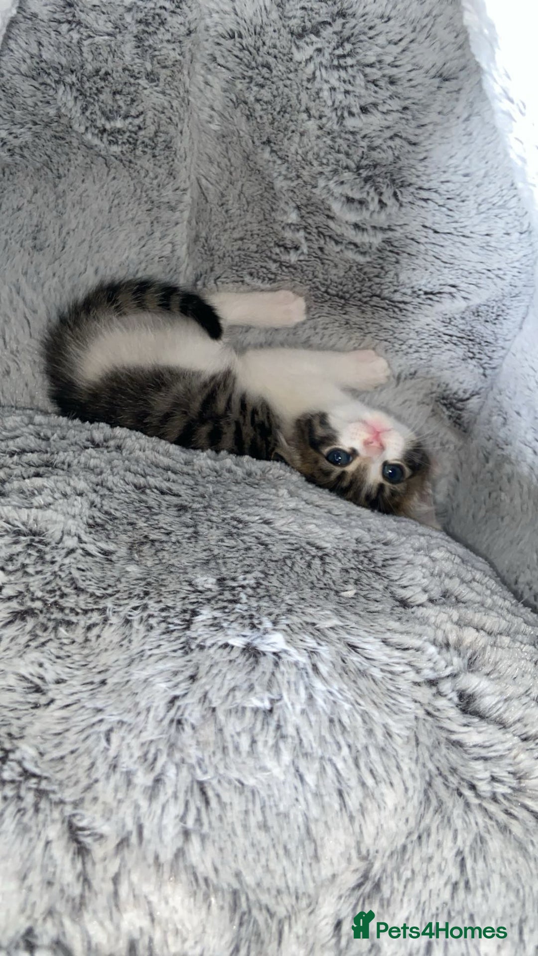 American Shorthair cats for sale: Beautiful calico kitten ready to leave now!!! - Image 5