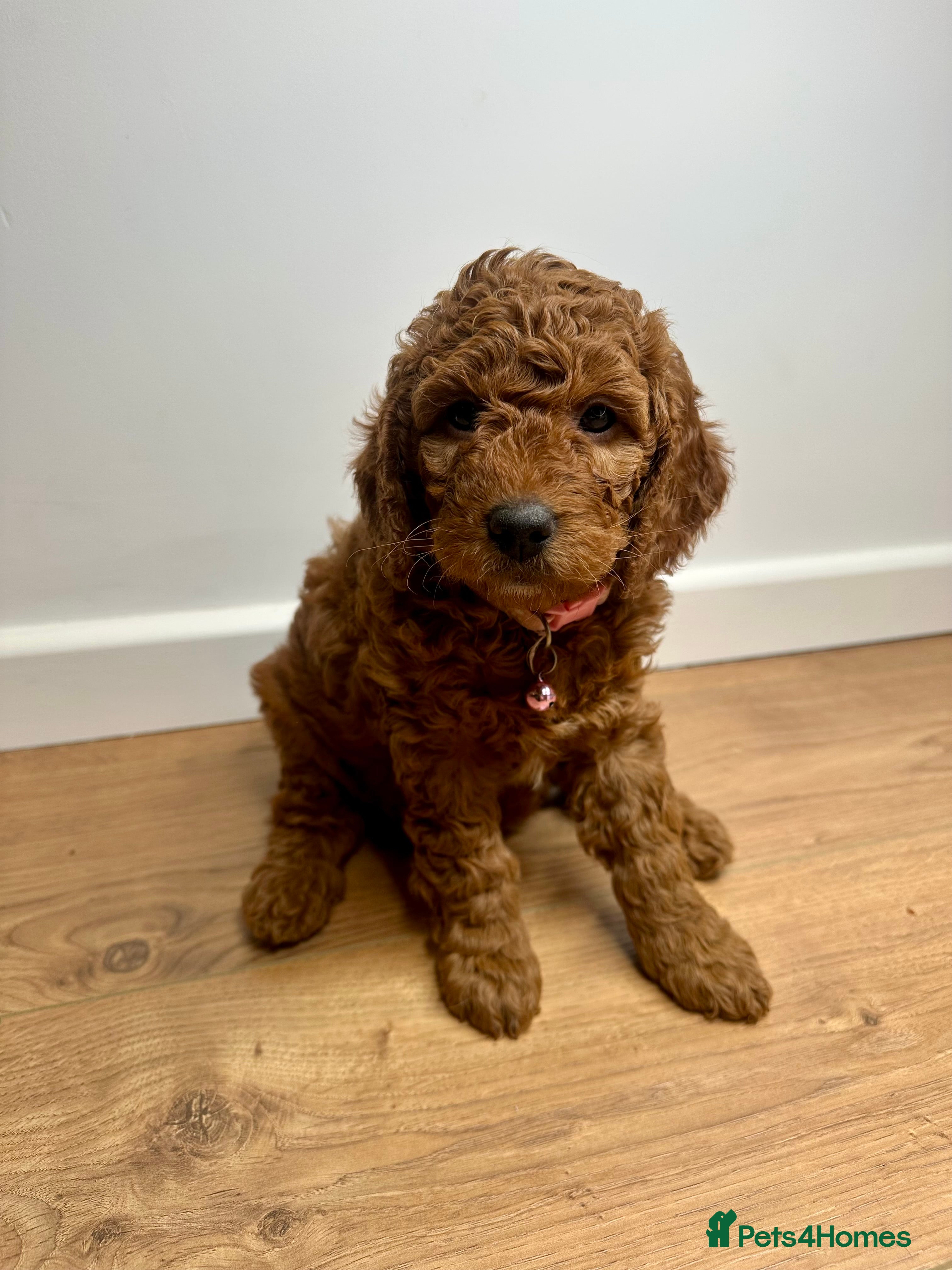 Cockapoo dogs Red Mini Cockapoo Puppies-Ready - 14 of January  - Advert 5