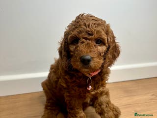 Cockapoo dogs Red Mini Cockapoo Puppies-Ready - 14 of January - Advert 14