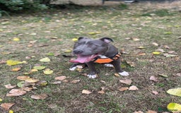 Mixed Breed dogs for sale: Staff x cane corso  - Image 2